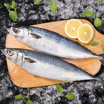 【精品冷运】新鲜鲜活冷冻 青条鱼 青占鱼  鲐鲅鱼 鲐鱼 青花鱼 海鲜