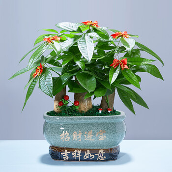 多瑙梦发财树盆栽树桩招财室内大型绿植开业送礼前台大号金钱树四季