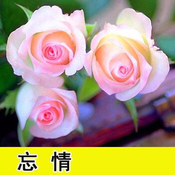 花 蓝色妖姬 花卉树苗盆栽牡丹百合蔷薇月季花苗 t3 忘情【10年大苗】