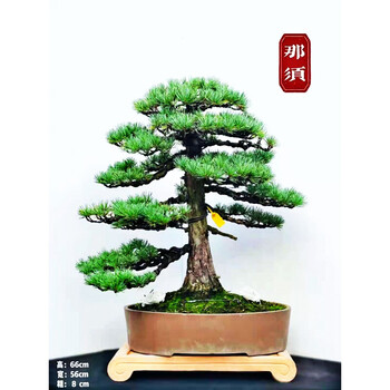 五针松盆景那须树大型老桩盆栽树苗四季常青绿植办公会议室迎客松精品造型 1 带盆栽好 图片价格品牌报价 京东