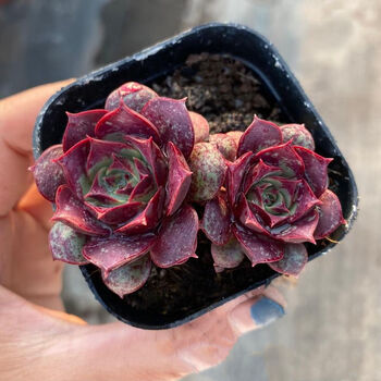 罗西玛群生多头多肉植物办公室内阳台桌面新款贵货萌肉肉绿植盆栽罗西