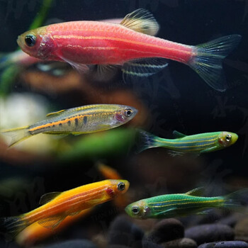 美人雾 斑马鱼活体八仙过海斑马鱼c套餐(28cm以上鱼缸)(33条)  热带鱼