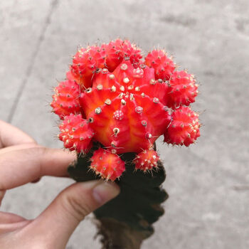 芊阙轻奢芊阙仙人球直径8cm带盆土发货多肉植物红彩带56cm裸根发货