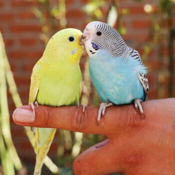 鹦鹉鸟活物体宠物鸟黄化情侣虎皮鹦鹉活鸟玄凤活体手养说话鸟 蓝色