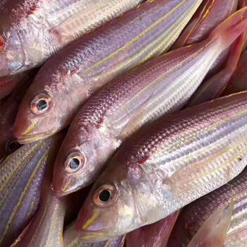 湛江新鲜金线鱼海鲜水产海钓海鱼冷冻红杉鱼鲜活红三鱼金丝鱼 中号