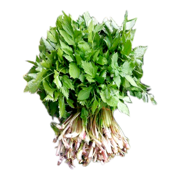 新鲜大叶芹山芹菜吉林长白山东北特产山野菜水芹菜直销食用 500g