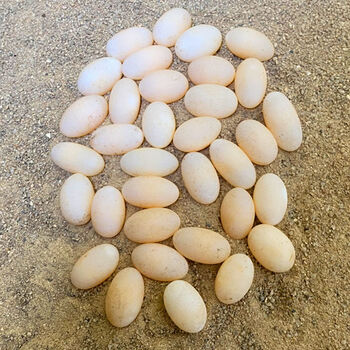 中华草龟蛋新鲜食用生态乌龟蛋单枚重6-8g 草龟蛋100枚 20枚约2斤