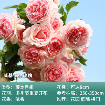 天狼月季茶花女果汁阳台2 5升盆栽四季庭院植物花卉玫瑰花苗威基伍德玫瑰2 5升盆扦插带盆栽好 图片价格品牌报价 京东