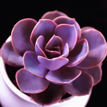 花匠汇多肉植物不死鸟锦落地生根景天科盆栽组合超萌多肉植物紫珍珠46