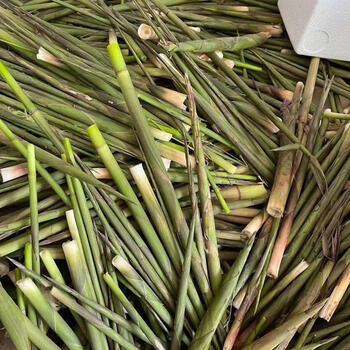 新鲜带壳野生嫩竹笋春笋小笋子现挖野生野笋甜笋安徽小山笋 笋子  1.