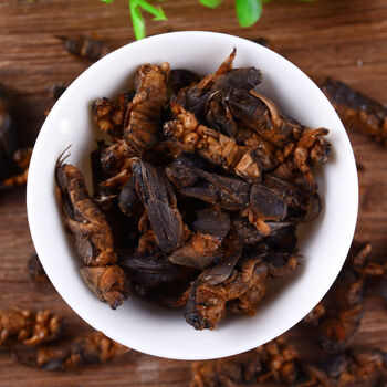 伟博精选蝼蛄 土狗 地狗 拉拉狗 中药材蝼蛄特级干货  可磨粉 100g