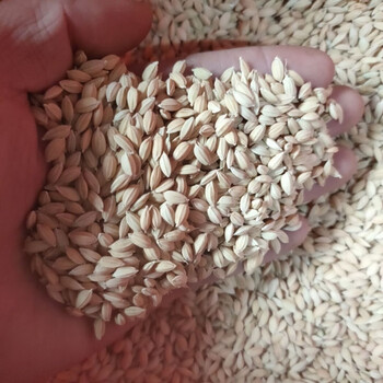 农垦58粳稻种子水稻种子香米种子稳产抗病抗倒伏口感好旱稻种子旱地