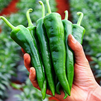 新鲜辣妹子辣椒东北小辣椒特别辣巨辣薄皮青椒尖椒朝天椒蔬菜批发