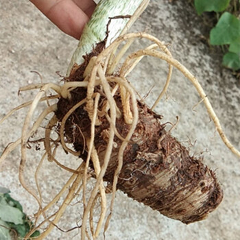 康中尊500克贵州新鲜野外生雪里见中药原材料半截烂野包谷老蛇苞谷烂