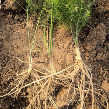 姜南芦笋根苗种苗强活性根春夏秋冬季 绿芦笋根1年苗【图片 价格 品牌