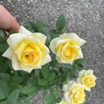 月季带花苞发货四季开花不断新手好养室内外盆栽苹果绿原盆原土带花苞