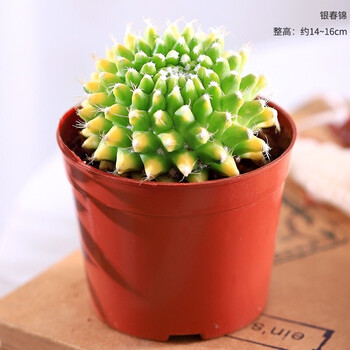新品仙人球银春锦开花仙人球趣味小可爱品种好球室内窗台仙人掌懒人