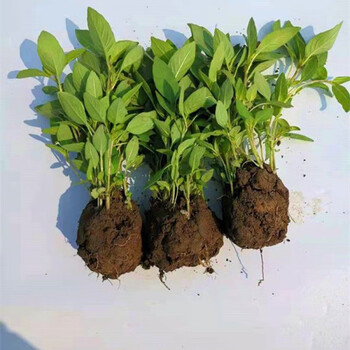 南有竹50棵带原土发货河南特产大叶荆芥苗盆栽新鲜食用现摘现发50颗苗