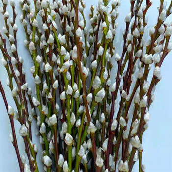 听雪楼银柳真花鲜枝干花年宵彩色耐寒室内装饰批发水培植物d7白色银柳
