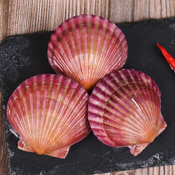 精选新鲜带壳大扇贝蒜蓉粉丝扇贝肉5斤带壳扇贝大号1斤912左右