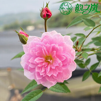 韵之岚姬月季迷你微型绿植袖珍盆栽四季全年开花重瓣室内室外绿植花卉