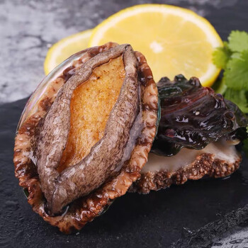 黄渤源 新鲜熟冻鲍鱼加热即食捞饭鲍鱼食材贝类海鲜水产 8头*1袋