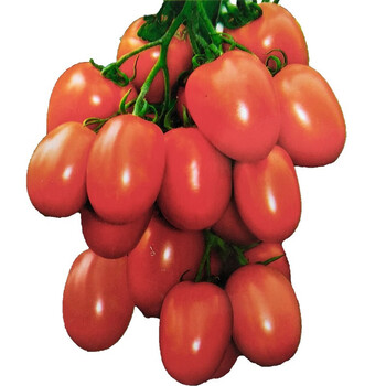 恬女神小西红柿 圣女果 新鲜小番茄 孕妇儿童水果 3斤