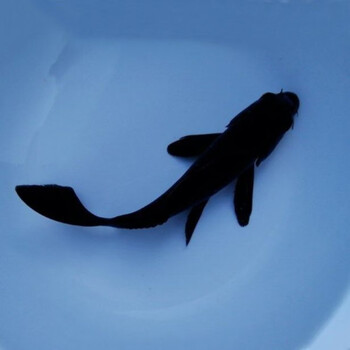 达泽侠中国红冷水淡水观赏鱼锦鲤鱼活鱼金鱼小型好养红鲤鱼纯种小锦鲤