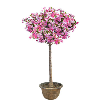 纳邦海棠树苗庭院地栽海棠花树苗大型盆景花苗盆栽绿化苗木北美海棠3