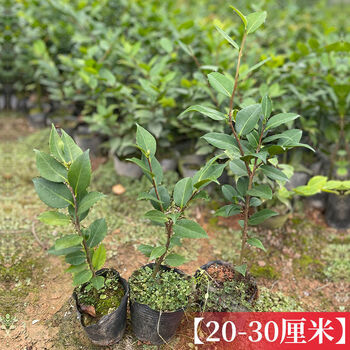香妃茶花盆栽茶室内植物茶花树苗香妃茶花精选三年壮苗 三棵 图片价格品牌报价 京东