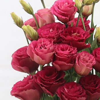 洋桔梗花苗 洋桔梗花苗小苗露西塔系列重瓣切花洋桔梗z5 美人醉红色