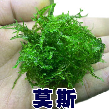 阿可喏斯散装莫斯划算阴性水草慕斯沉木造景草缸三角怪蕨垂泪新手入门莫丝散装垂泪莫斯30克相当于6网片的量 图片价格品牌报价 京东