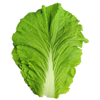 【商用】打饭包菜叶东北大白菜叶子即食蘸酱蔬菜白菜叶饭包新鲜定制