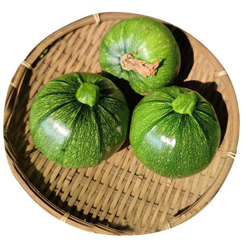 鲜惠 云南新鲜嫩南瓜 青皮南瓜仔 现摘圆形西葫芦窝瓜圆瓜迷你小金瓜