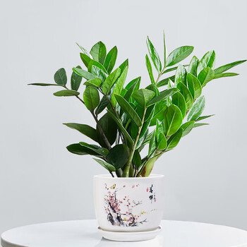 金钱树盆栽植物室内大绿植钱串子客厅四季常青发财树盆景5060高金钱树