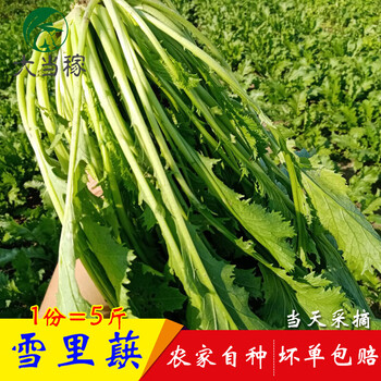雪里蕻雪菜新鲜雪里红菜可腌制下饭菜春不老农家新鲜时令蔬菜5斤 5斤