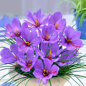 御春阁藏红花种球番红花食用耐寒花卉种子冬季西红花苗球根植物盆栽艾特番红花5棵 图片价格品牌报价 京东 御春阁藏红花种球番红花食用耐寒花卉种子冬季西红花苗球根植物盆栽艾特番红花5棵 图片价格品牌报价 京东