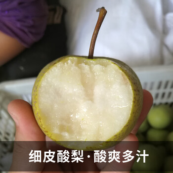 酸梨新鲜唐山安梨老酸梨细皮小酸梨可做东北冻梨孕妇酸水果小果5斤