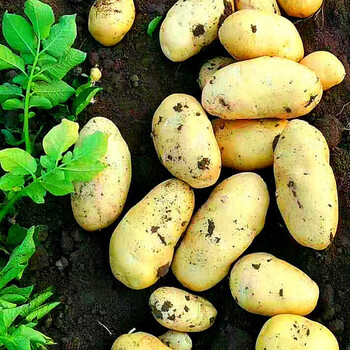 新鲜富硒荷兰土豆小洋芋马铃薯土豆批发超大果单个200克以上5斤净重