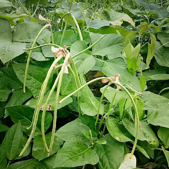 寿禾 无架豆种子苗豆角四季豆不搭架秋冬季蔬菜种籽 无架豆幼苗 5棵