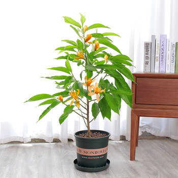 白兰花盆栽花卉植物室内花黄角兰白玉兰花树苗老桩d7 黄兰5年苗【0.