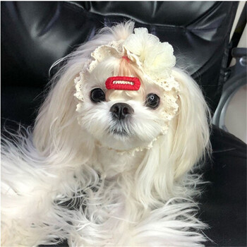 绿柒号纯种活体马尔济斯犬幼犬宠物狗狗家养马尔济斯幼崽公主狗纯种