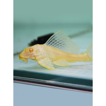 荣郁红眼黄金女王清道夫鱼活体女皇大帆异型豹纹吃垃圾鱼热带鱼观赏鱼