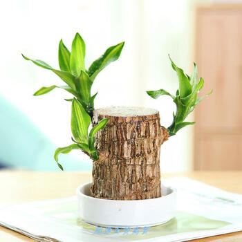 巴旦木盆栽办公绿植巴西木幸运木水养植物室内小盆栽格鲁特懒人好养桌面绿植巴西木 白陶瓷盆裸根不带土 图片价格品牌报价 京东