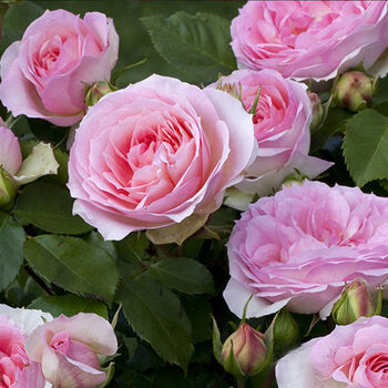 天狼月季伊芙系列扦插小苗四季开花大花浓香玫瑰庭院露台植物灌木