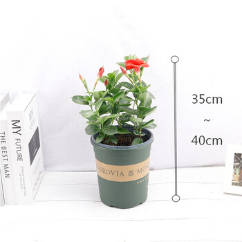 万里飘香藤花盆栽四季花绿植盆栽花花卉四季开花植物室内阳台花苗爬藤 款 精选红色飘香藤1盆 35 40cm 花期带花带盆栽好 图片价格品牌报价 京东 万里飘香藤花盆栽四季花绿植盆栽花花卉四季开花植物室内阳台花苗爬藤 款 精选红色飘香藤1盆 35 40cm 花期带花带盆栽好 图片价格品牌报价 京东