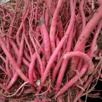 内廷上用【官方药房店旗舰】贵州草药野生红牛膝新鲜根中草药材红牛膝