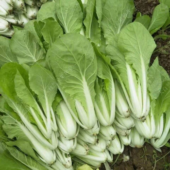 四川小白菜秋冬季新鲜蔬菜奶油菜绿色蔬菜农家露天自种产产地直发净4