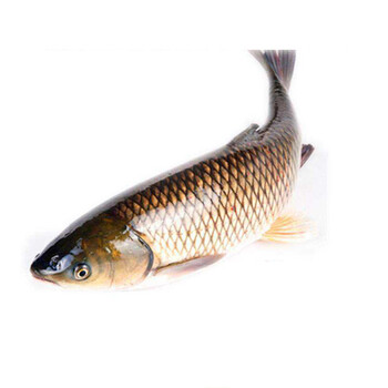 流连湾【微山湖草鱼】现杀草鱼 厚子鱼 混子鱼新鲜青鱼现杀 二斤大