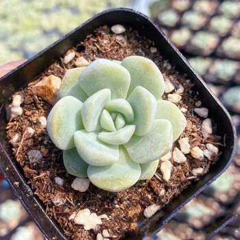多肉多肉植物果冻粉冰玉橙梦露多肉韩版肉肉室内办公室阳台花卉盆栽冰玉 2 5cm 图片价格品牌报价 京东